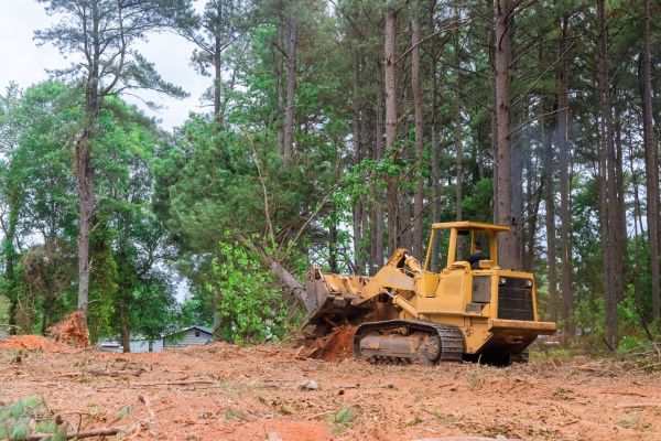 Trees Clearing in Peyton