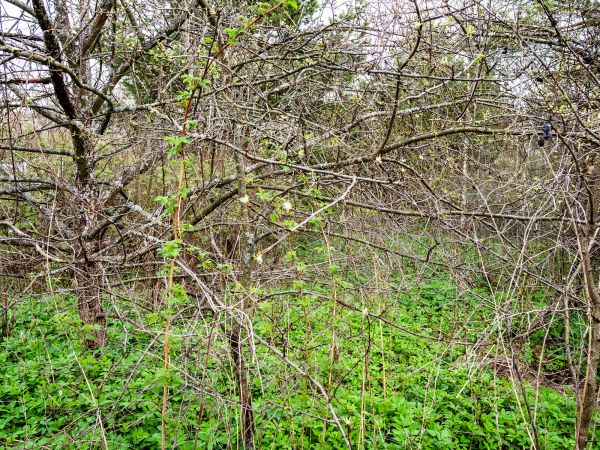 Underbrush Clearing in Peyton