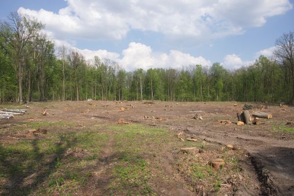Pasture Clearing in Peyton