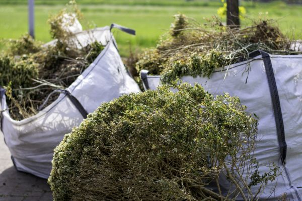 Bushes Clearing in Peyton